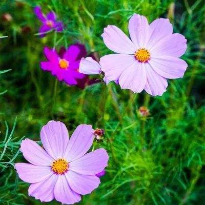 亚新下载手机版